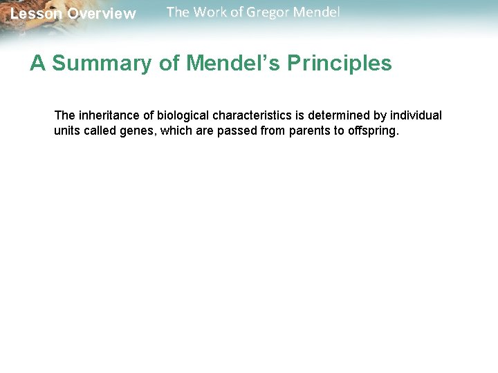  Lesson Overview The Work of Gregor Mendel A Summary of Mendel’s Principles The
