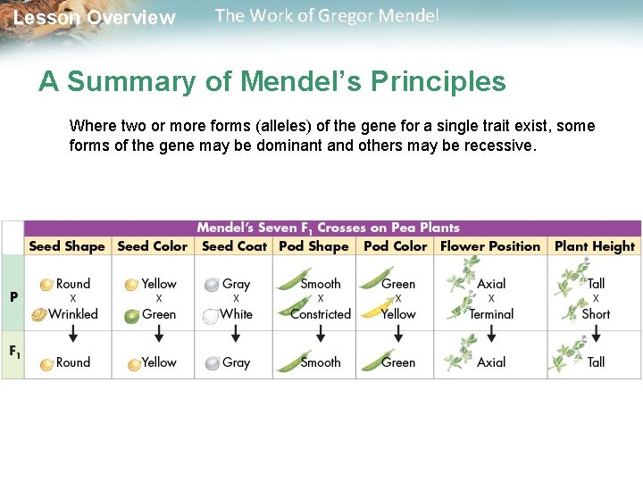 Lesson Overview The Work of Gregor Mendel A Summary of Mendel’s Principles Where