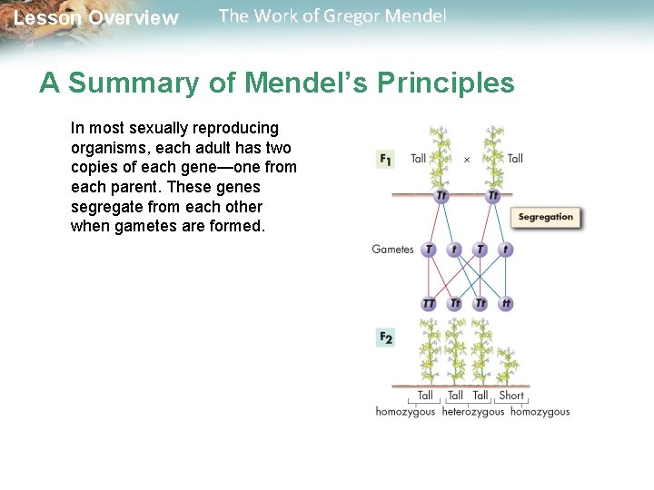  Lesson Overview The Work of Gregor Mendel A Summary of Mendel’s Principles In