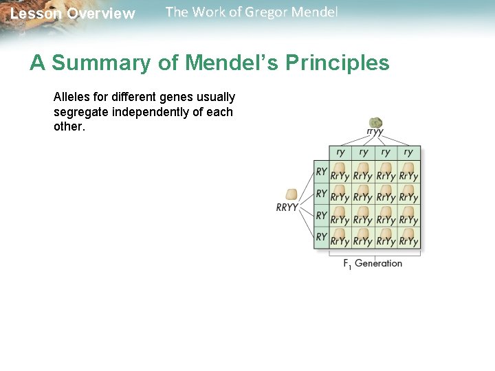  Lesson Overview The Work of Gregor Mendel A Summary of Mendel’s Principles Alleles