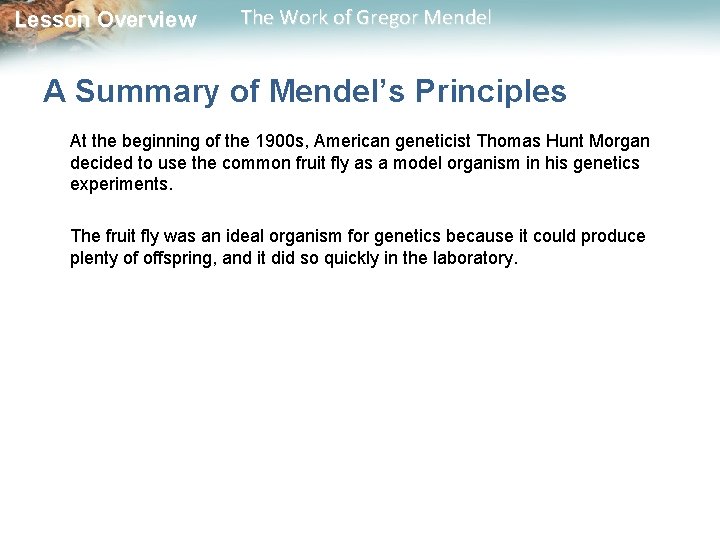  Lesson Overview The Work of Gregor Mendel A Summary of Mendel’s Principles At