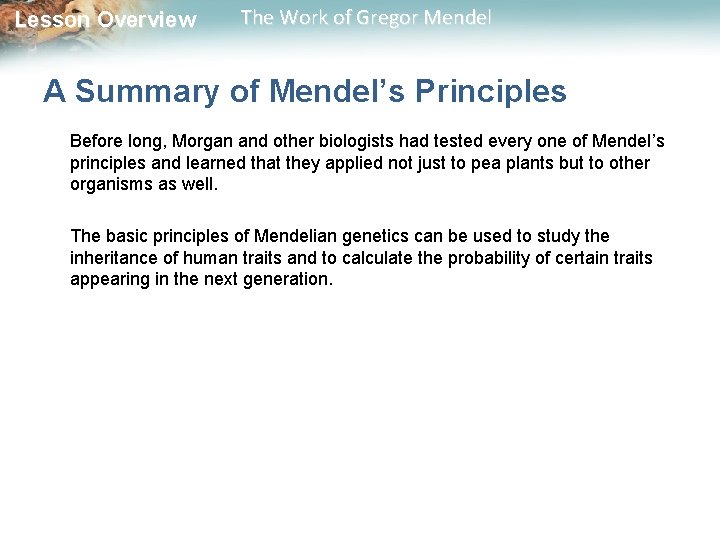  Lesson Overview The Work of Gregor Mendel A Summary of Mendel’s Principles Before