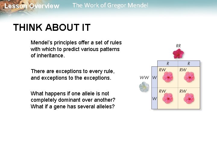  Lesson Overview The Work of Gregor Mendel THINK ABOUT IT Mendel’s principles offer