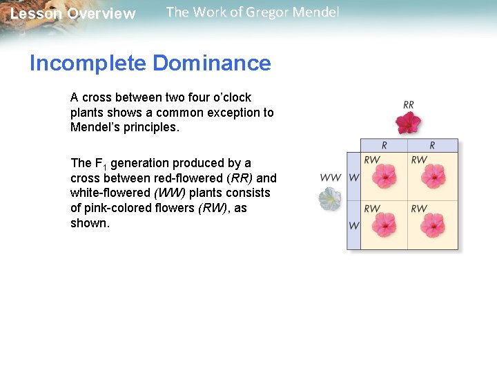  Lesson Overview The Work of Gregor Mendel Incomplete Dominance A cross between two