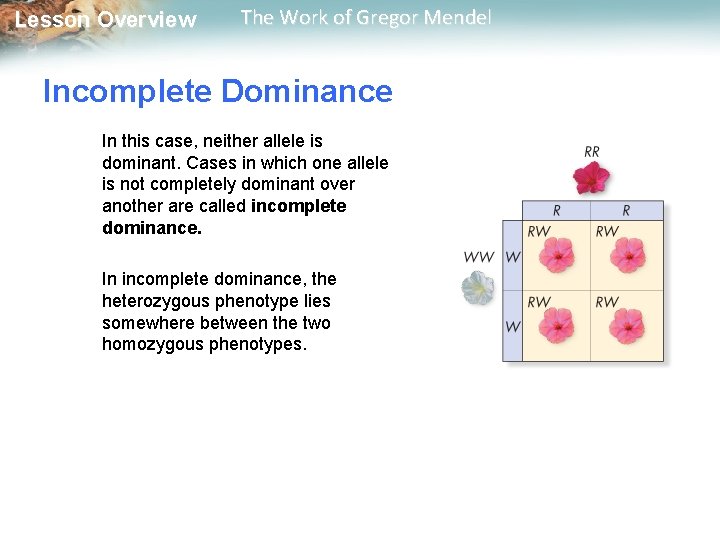  Lesson Overview The Work of Gregor Mendel Incomplete Dominance In this case, neither