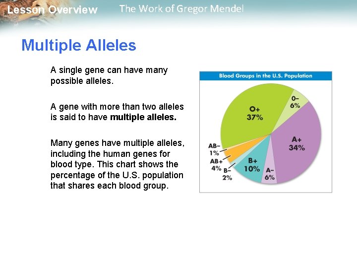  Lesson Overview The Work of Gregor Mendel Multiple Alleles A single gene can