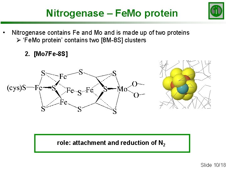 Nitrogenase – Fe. Mo protein • Nitrogenase contains Fe and Mo and is made