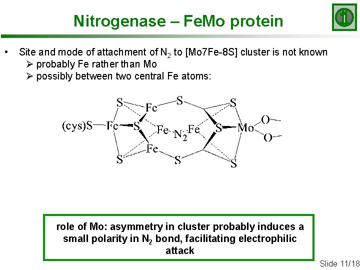 Nitrogenase – Fe. Mo protein • Site and mode of attachment of N 2