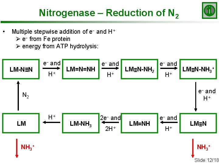 Nitrogenase – Reduction of N 2 • Multiple stepwise addition of e- and H+