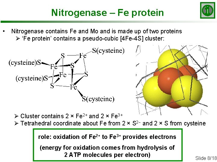 Nitrogenase – Fe protein • Nitrogenase contains Fe and Mo and is made up