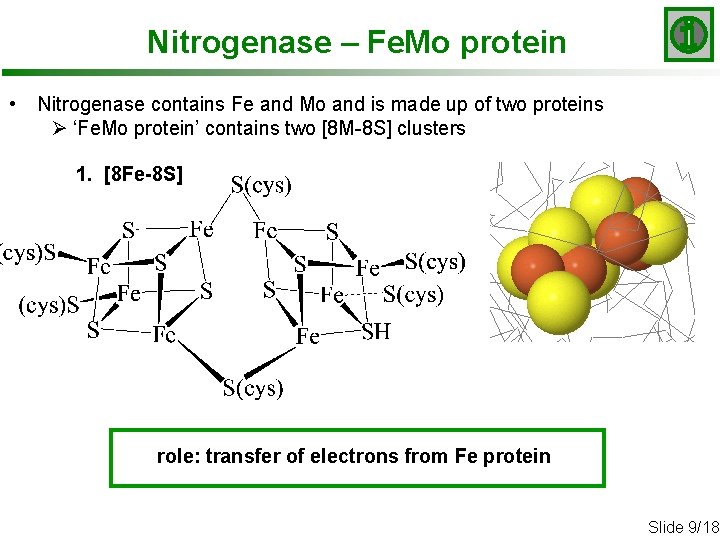Nitrogenase – Fe. Mo protein • Nitrogenase contains Fe and Mo and is made