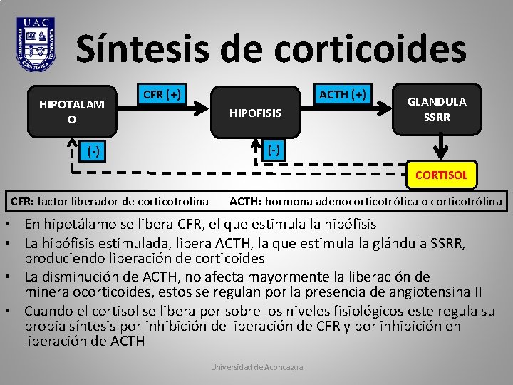 Síntesis de corticoides HIPOTALAM O CFR (+) (-) ACTH (+) HIPOFISIS GLANDULA SSRR (-) Síntesis de corticoides HIPOTALAM O CFR (+) (-) ACTH (+) HIPOFISIS GLANDULA SSRR (-)
