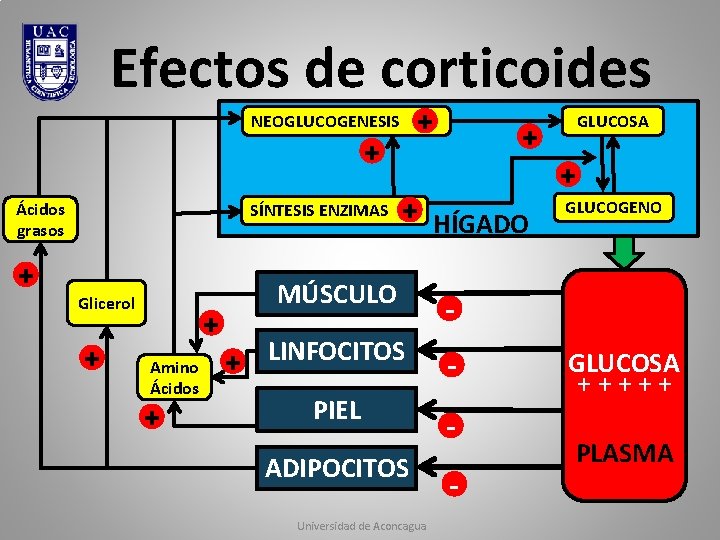 Efectos de corticoides + NEOGLUCOGENESIS + Ácidos grasos + SÍNTESIS ENZIMAS Glicerol + + Efectos de corticoides + NEOGLUCOGENESIS + Ácidos grasos + SÍNTESIS ENZIMAS Glicerol + +