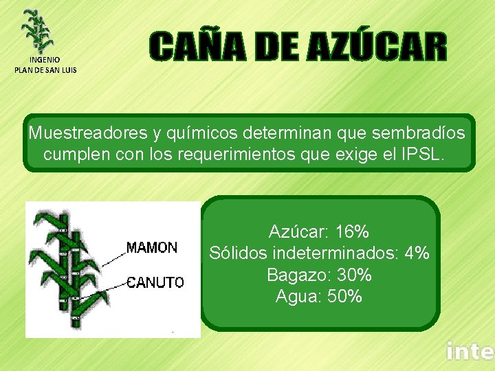 INGENIO PLAN DE SAN LUIS Muestreadores y químicos determinan que sembradíos cumplen con los