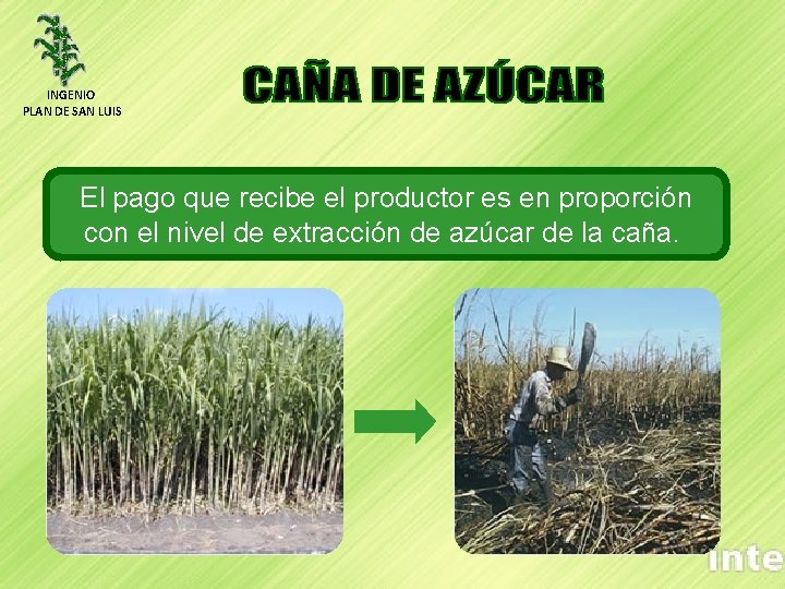 INGENIO PLAN DE SAN LUIS El pago que recibe el productor es en proporción