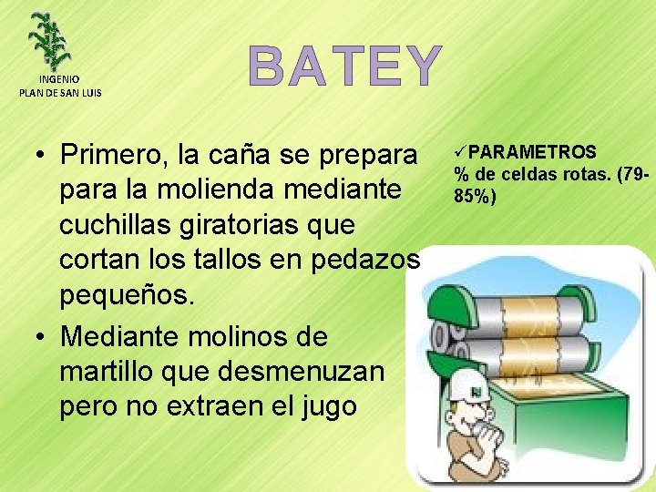 INGENIO PLAN DE SAN LUIS BATEY • Primero, la caña se prepara la molienda