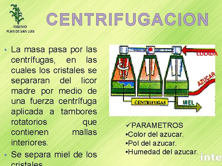 INGENIO PLAN DE SAN LUIS CENTRIFUGACION La masa por las centrífugas, en las cuales