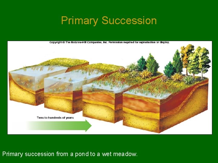 Primary Succession Primary succession from a pond to a wet meadow. Primary Succession Primary succession from a pond to a wet meadow.