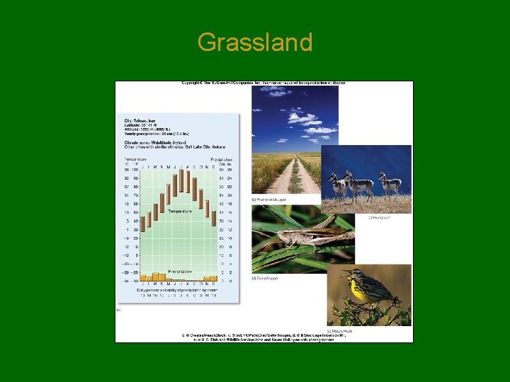 Grassland Grassland