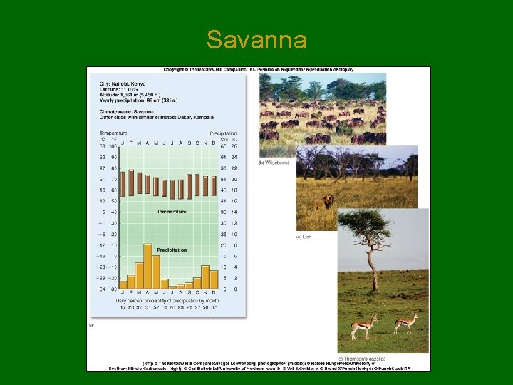 Savanna Savanna