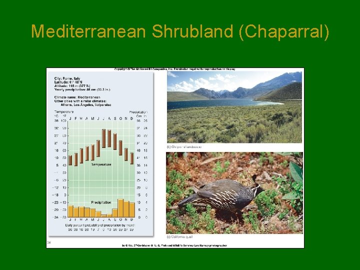Mediterranean Shrubland (Chaparral) Mediterranean Shrubland (Chaparral)