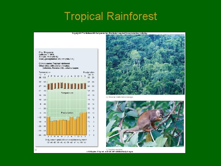 Tropical Rainforest Tropical Rainforest