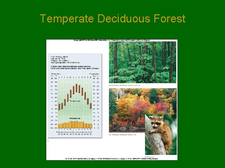 Temperate Deciduous Forest Temperate Deciduous Forest