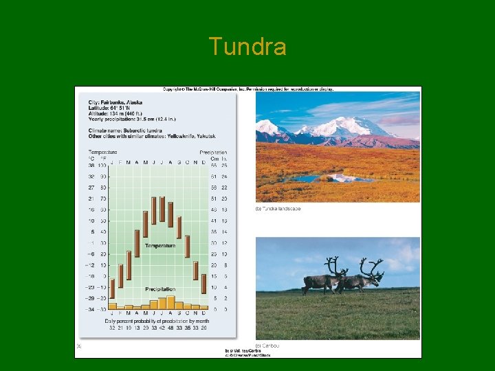 Tundra Tundra