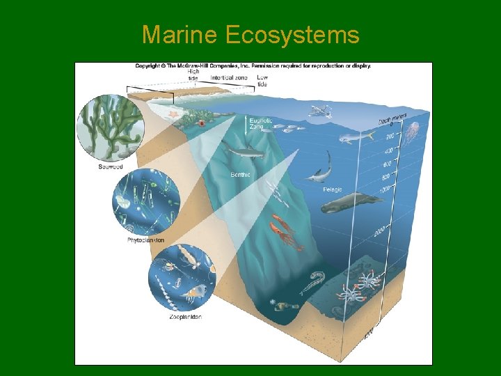 Marine Ecosystems Marine Ecosystems