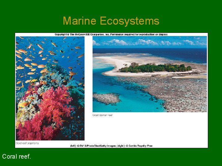 Marine Ecosystems Coral reef. Marine Ecosystems Coral reef.