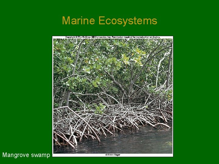 Marine Ecosystems Mangrove swamp Marine Ecosystems Mangrove swamp