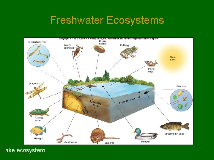 Freshwater Ecosystems Lake ecosystem Freshwater Ecosystems Lake ecosystem