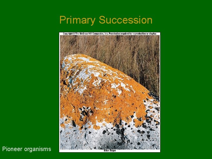 Primary Succession Pioneer organisms Primary Succession Pioneer organisms