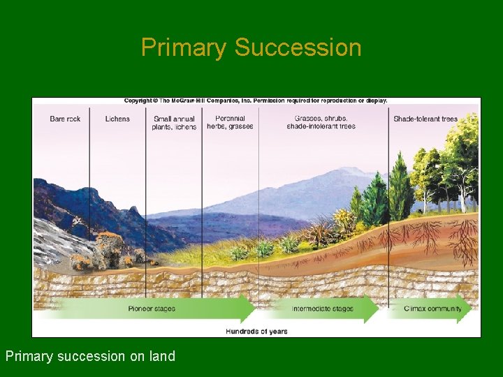 Primary Succession Primary succession on land Primary Succession Primary succession on land