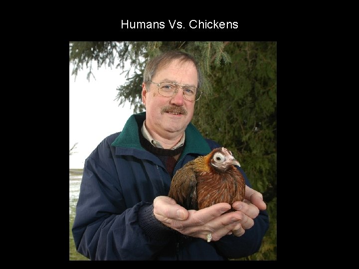 Humans Vs. Chickens 
