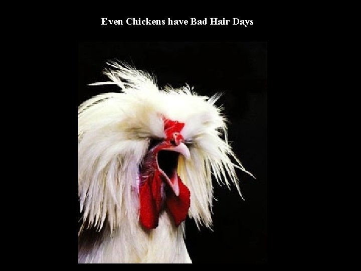 Even Chickens have Bad Hair Days 