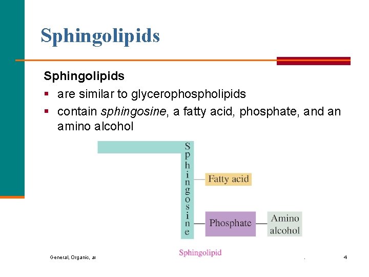 Sphingolipids § are similar to glycerophospholipids § contain sphingosine, a fatty acid, phosphate, and