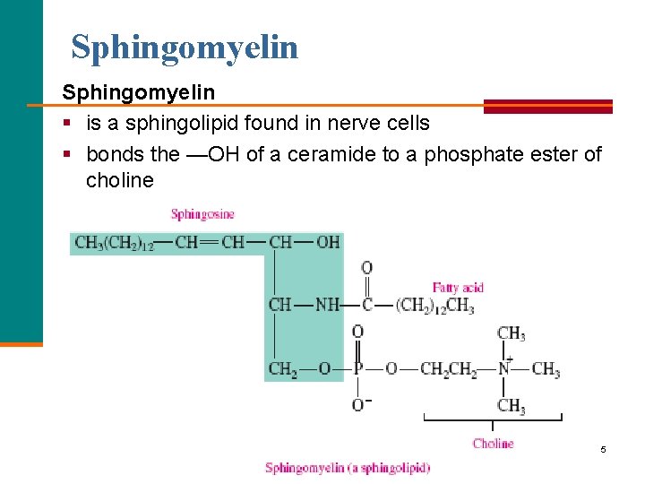 Sphingomyelin § is a sphingolipid found in nerve cells § bonds the —OH of