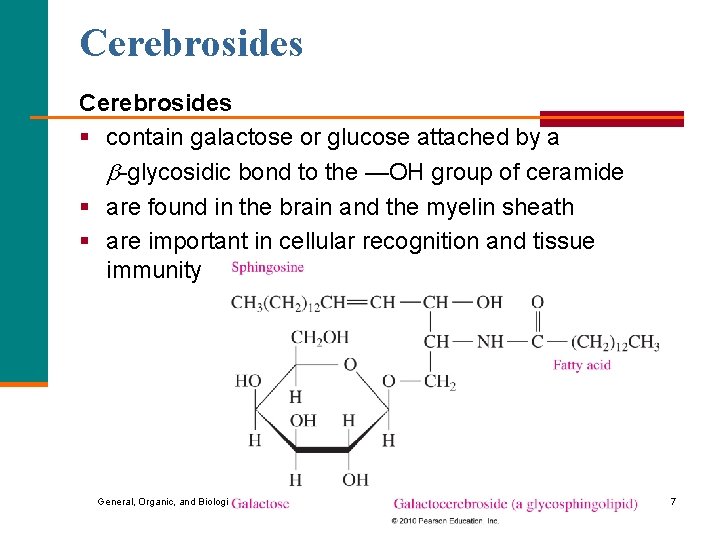 Cerebrosides § contain galactose or glucose attached by a -glycosidic bond to the —OH