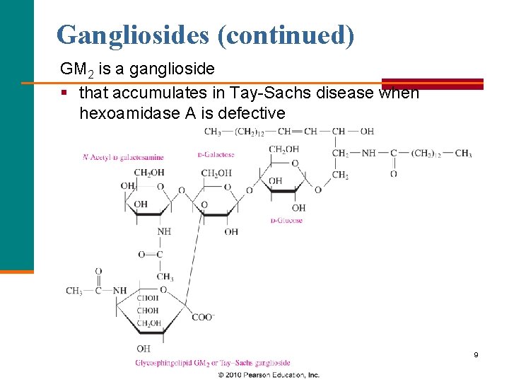 Gangliosides (continued) GM 2 is a ganglioside § that accumulates in Tay-Sachs disease when