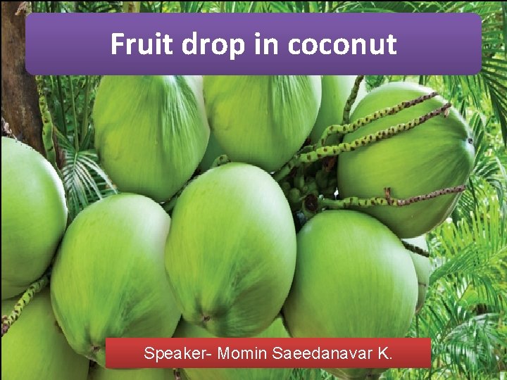 Fruit drop in coconut Speaker- Momin Saeedanavar K. Fruit drop in coconut Speaker- Momin Saeedanavar K.