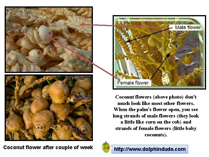 Coconut flowers (above photo) don't much look like most other flowers. When the palm's Coconut flowers (above photo) don't much look like most other flowers. When the palm's