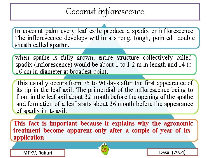Coconut inflorescence In coconut palm every leaf exile produce a spadix or inflorescence. The Coconut inflorescence In coconut palm every leaf exile produce a spadix or inflorescence. The