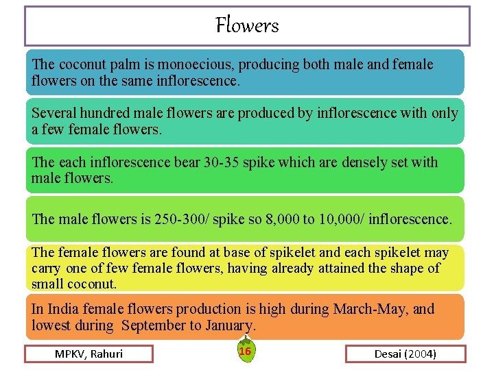 Flowers The coconut palm is monoecious, producing both male and female flowers on the Flowers The coconut palm is monoecious, producing both male and female flowers on the
