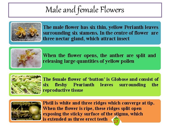 Male and female Flowers The male flower has six thin, yellow Perianth leaves surrounding Male and female Flowers The male flower has six thin, yellow Perianth leaves surrounding