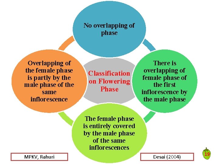 No overlapping of phase Overlapping of the female phase is partly by the male No overlapping of phase Overlapping of the female phase is partly by the male