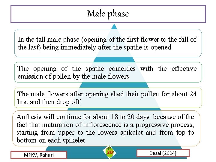 Male phase In the tall male phase (opening of the first flower to the Male phase In the tall male phase (opening of the first flower to the