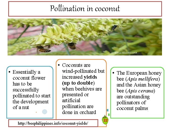 Pollination in coconut • Essentially a coconut flower has to be successfully pollinated to Pollination in coconut • Essentially a coconut flower has to be successfully pollinated to