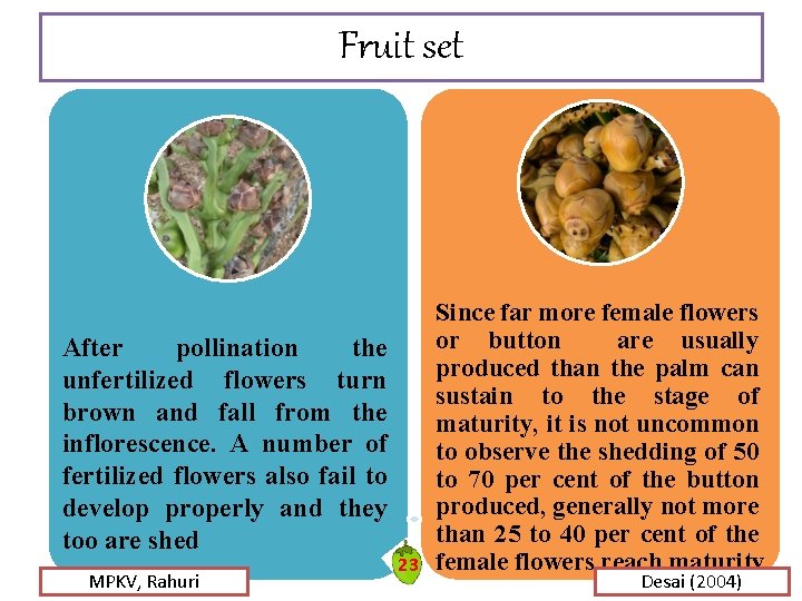 Fruit set After pollination the unfertilized flowers turn brown and fall from the inflorescence. Fruit set After pollination the unfertilized flowers turn brown and fall from the inflorescence.