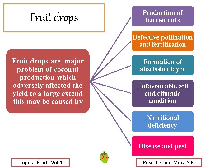 Production of barren nuts Fruit drops Defective pollination and fertilization Fruit drops are major Production of barren nuts Fruit drops Defective pollination and fertilization Fruit drops are major